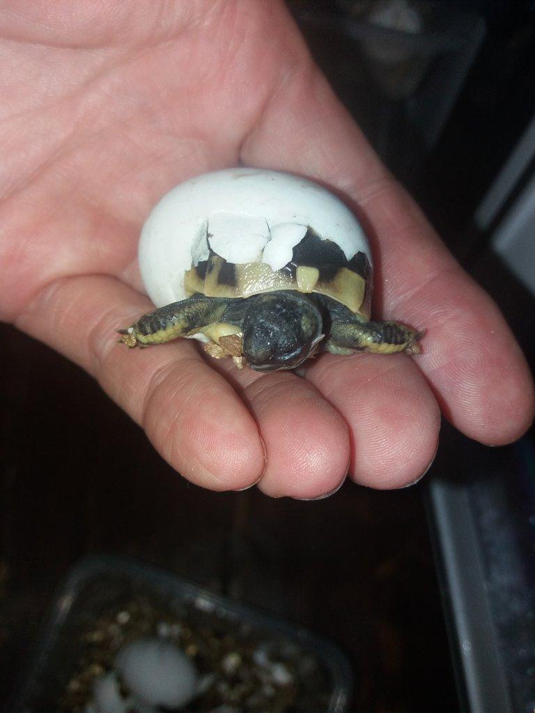 Suchozemská želva zelenavá mláďata