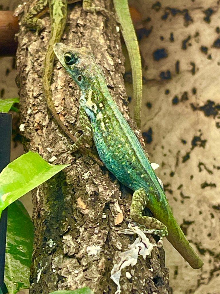 1,2 anolis roquet