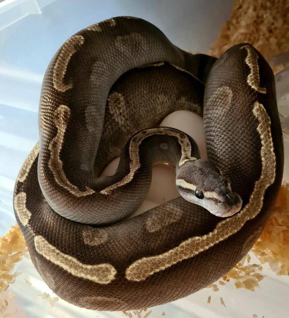 Krajta Královská python regius