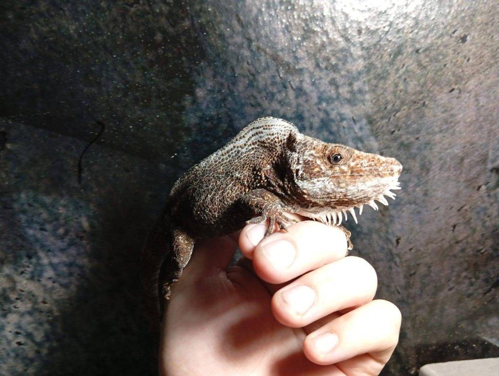 prodám samce Anolise Barbatus