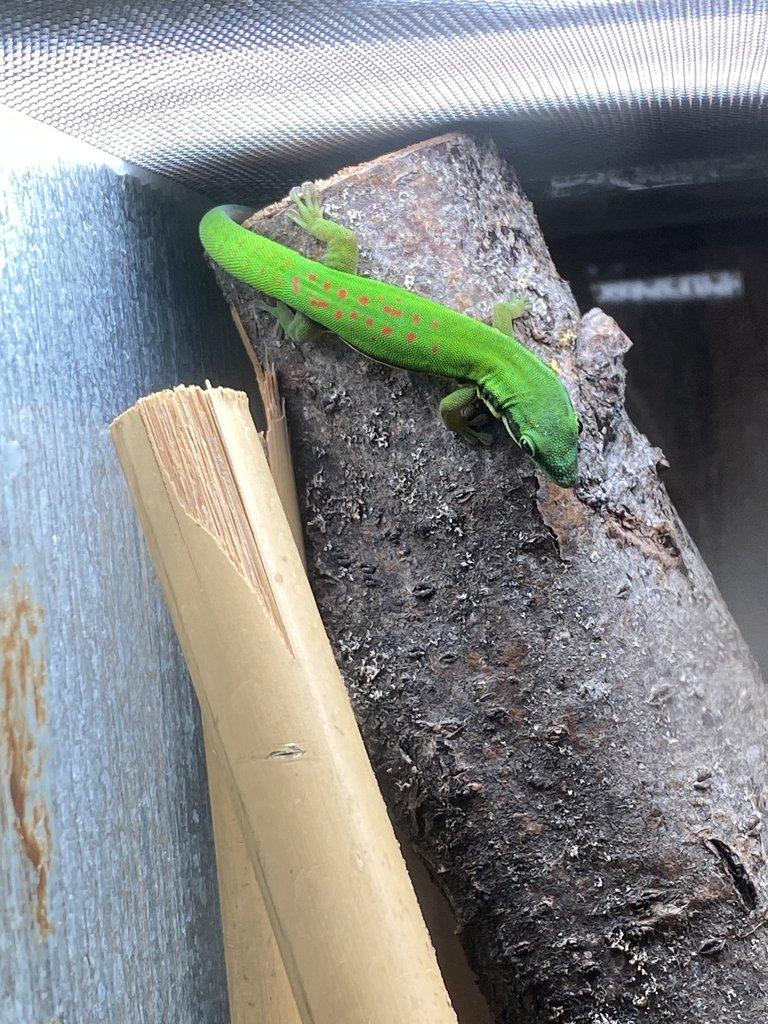 Phelsuma