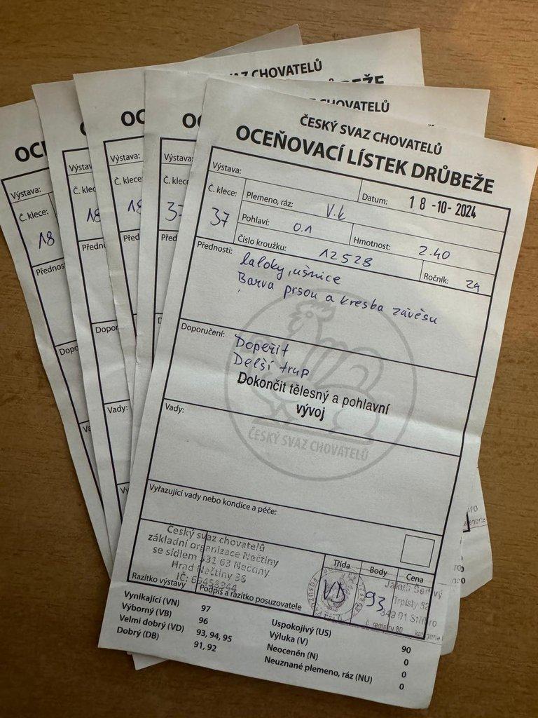 Vlaška koroptví - násadová vejce