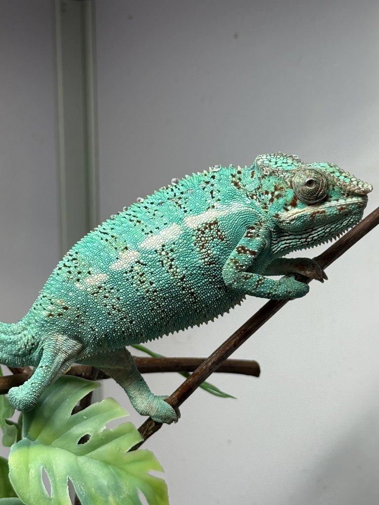 Nosy be samci 💙 Nosy be samice ❤️