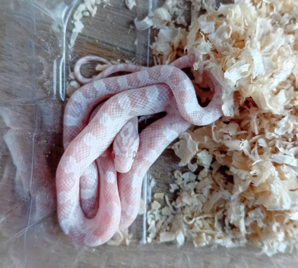 Užovka červená het. Scaleless