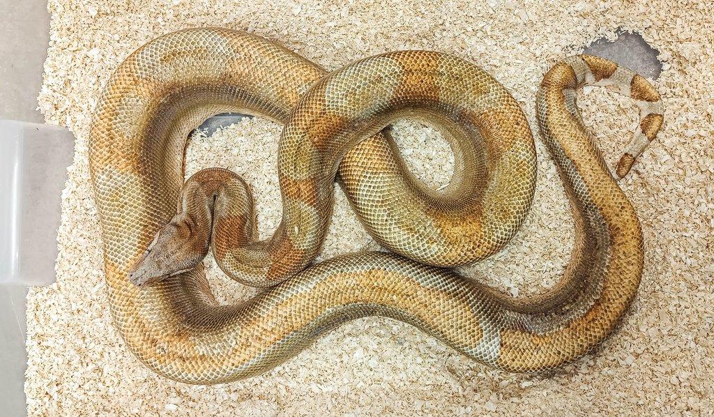 Adult Boa constrictor