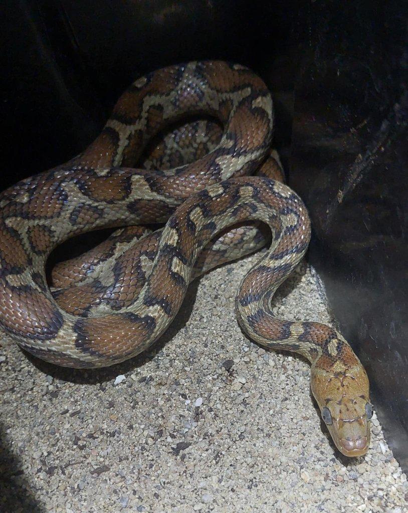 Ostrava 29.3 Pseudelaphe pardalis, Hydrodynastes