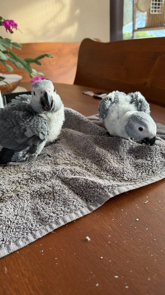 Prodám samičky Žako kongo