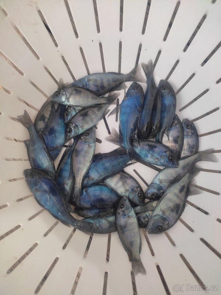 TLAMOVCI TANGANIKA MALAWI