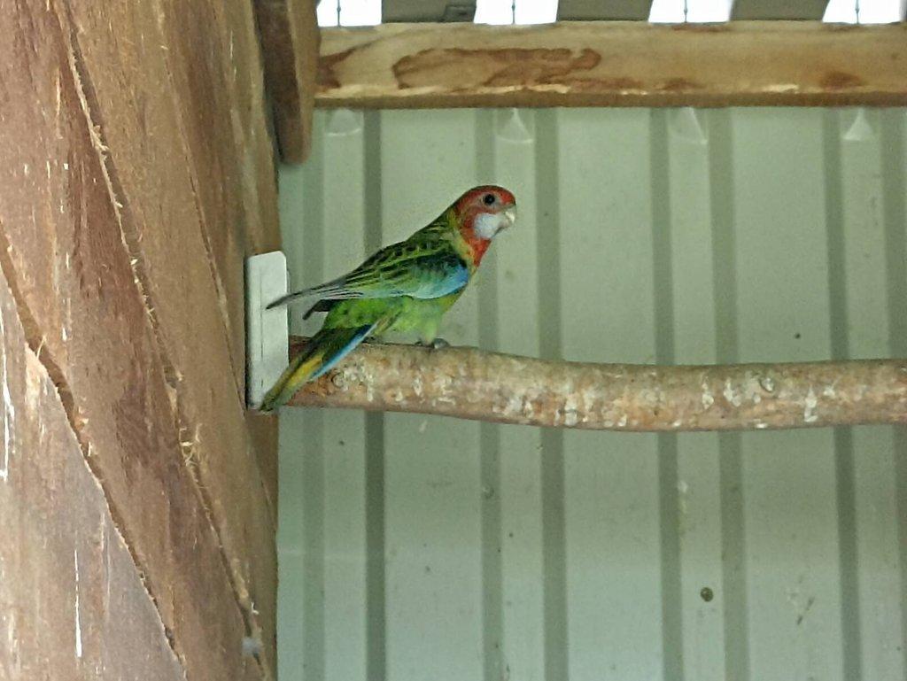 Rosely pestré -modrá, černá.