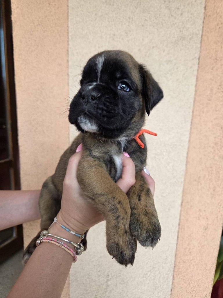 Štěňata německého boxera s PP