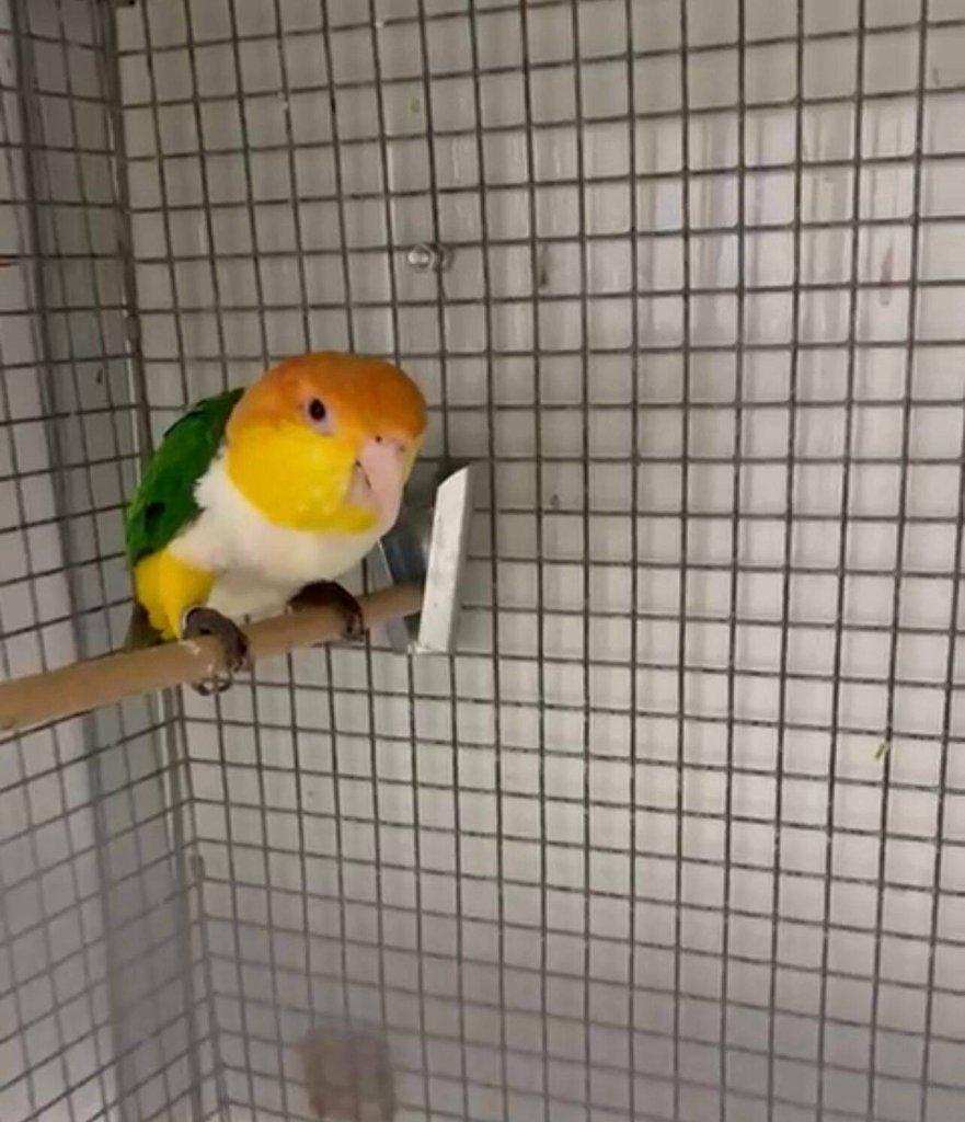 Vykoupím - Amazonek bělobřichý, bronzovokřídlý atd.