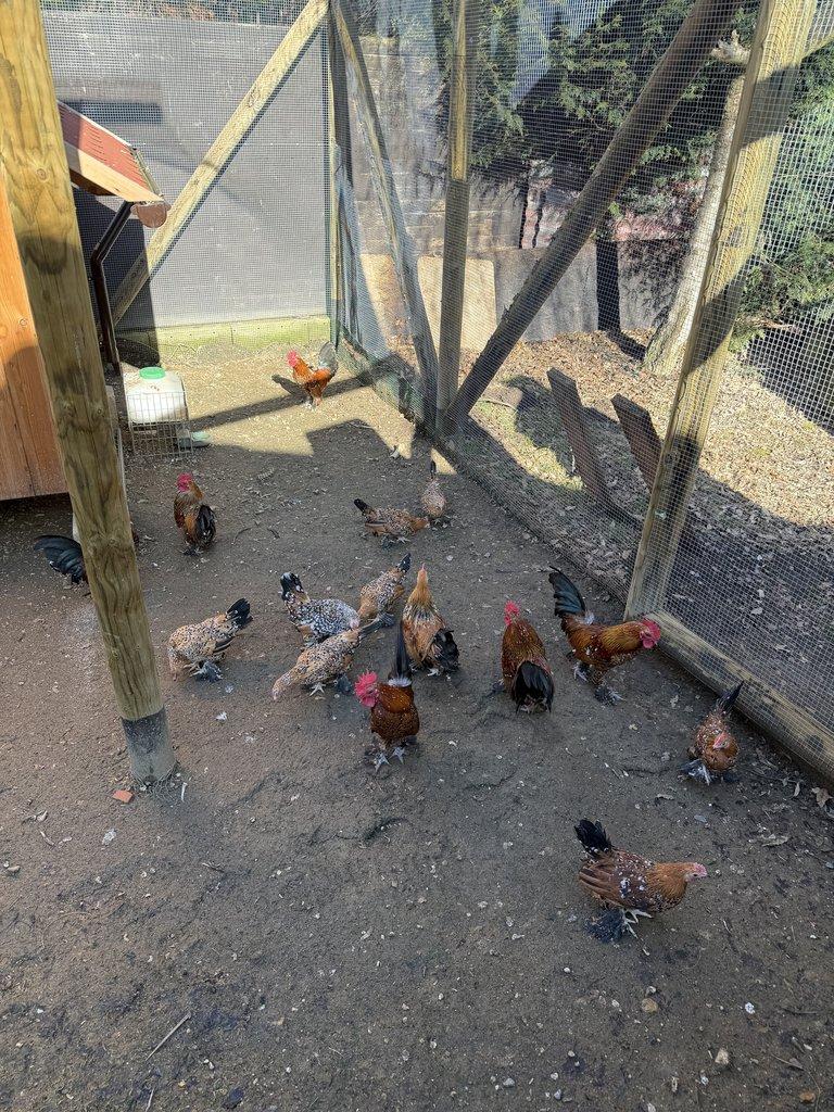 Rousna zakrsla porcelanova