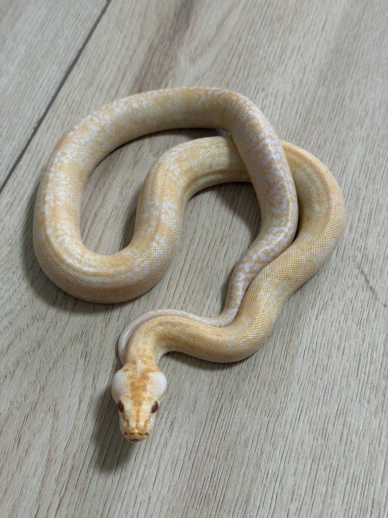 Krajta tmava Albino granit