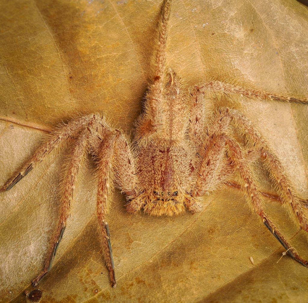 Heteropoda javana