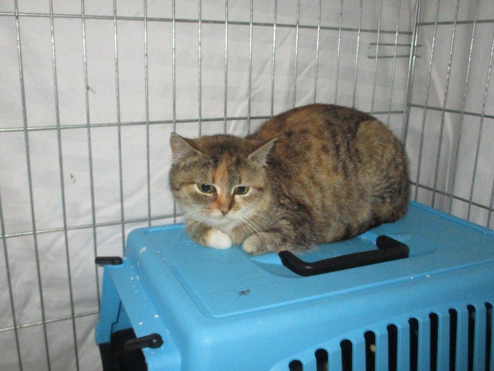 Kočičí parta hledá domov