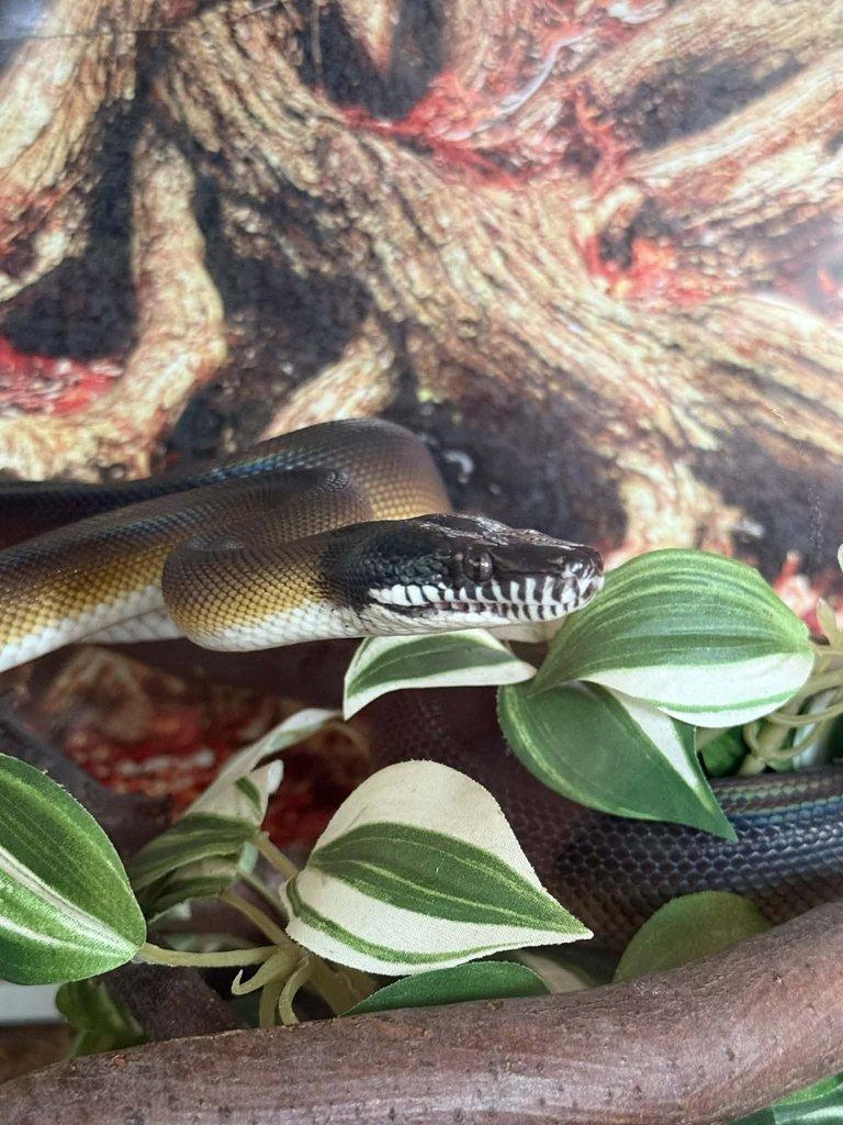 Prodám samce Leiopython albertisii