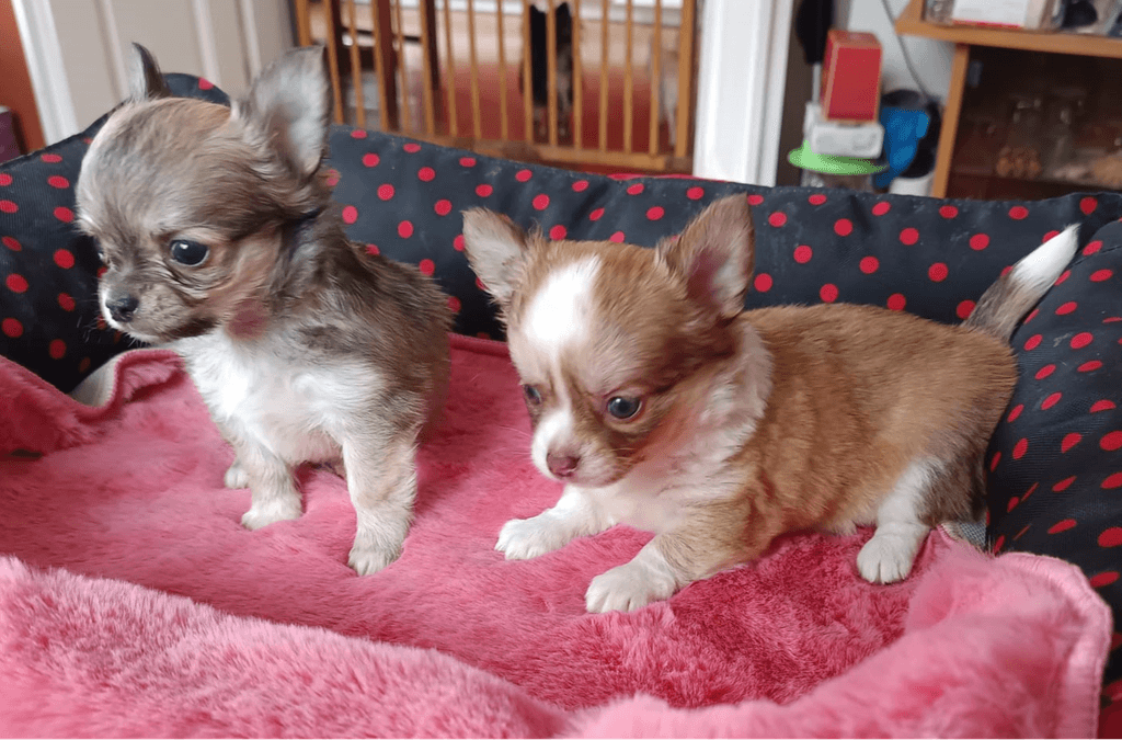 čivava dlouhosrstá s PP pes