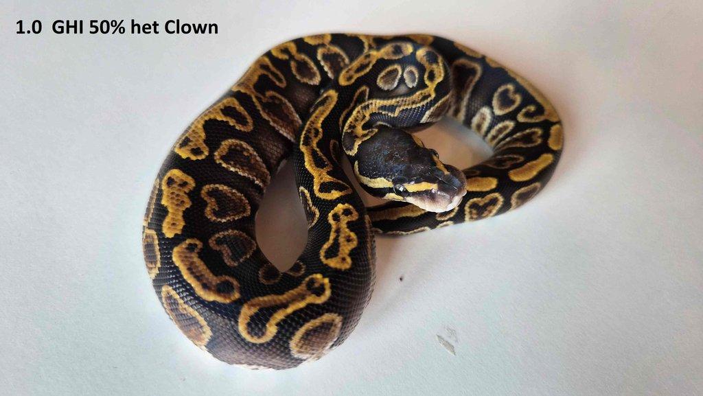 Krajta královská - prodám vlastní odchov 2023 - 2025