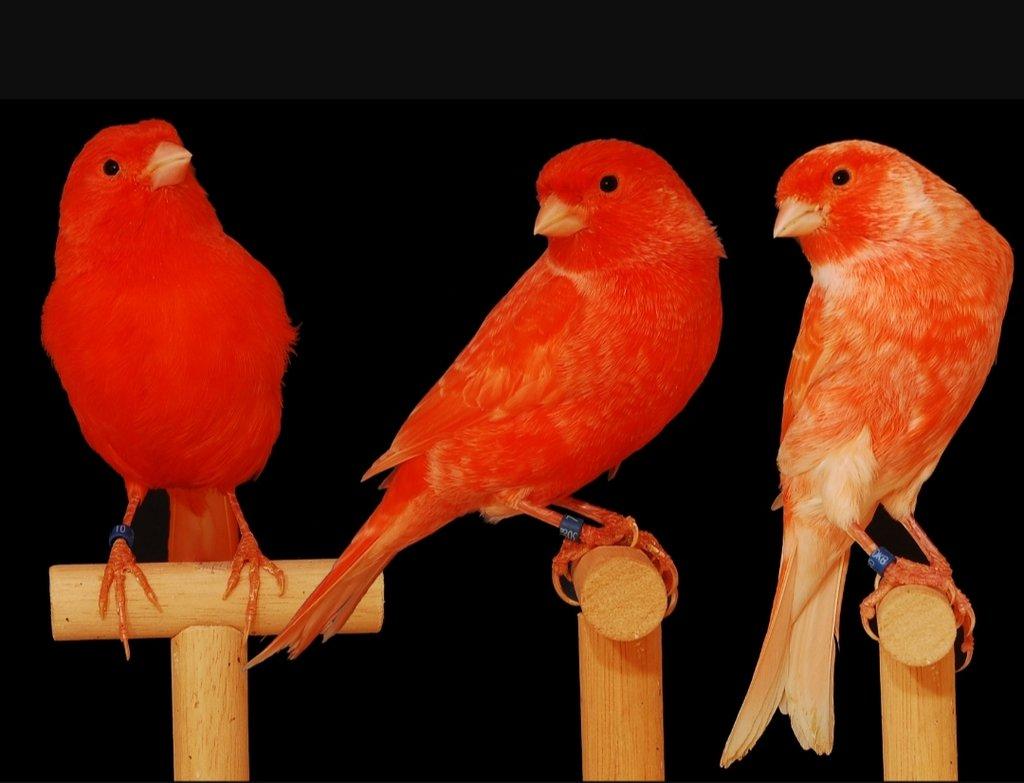 Koupím samce kanára