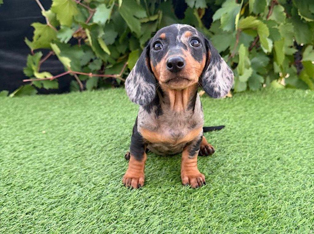 Jezevčík hladkosrstý trpasličí bez PP