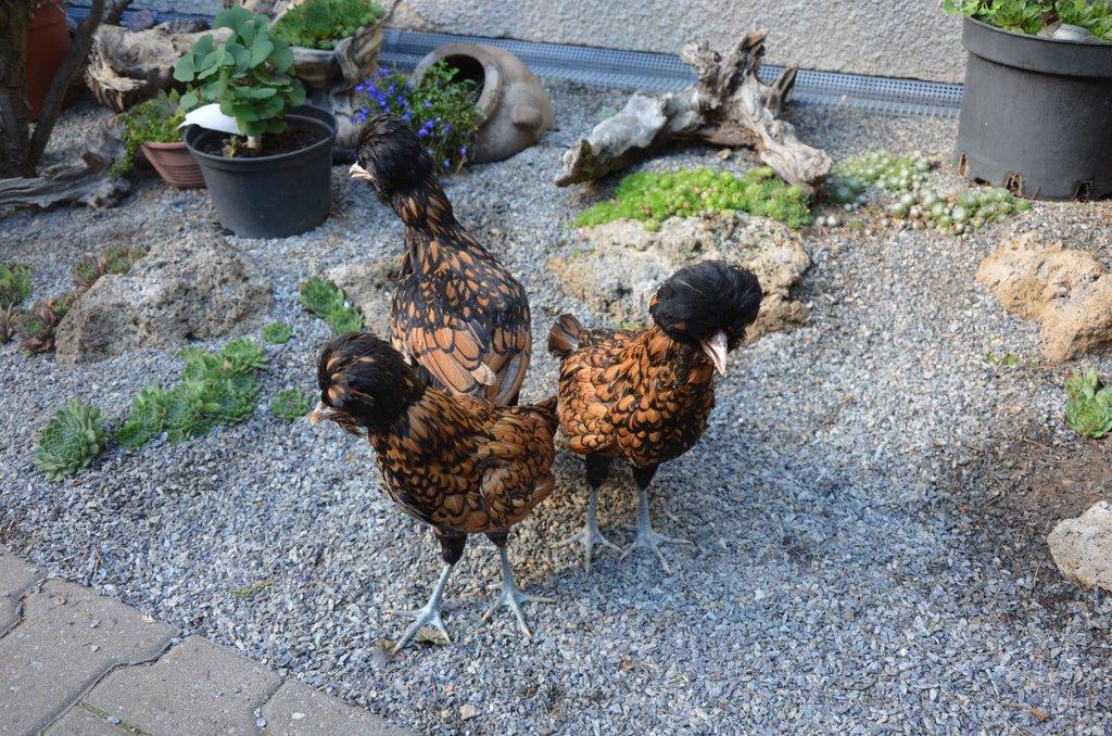 Zdrobnělá paduánka