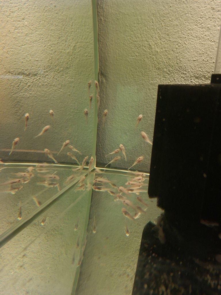 Ancistrus Snow White