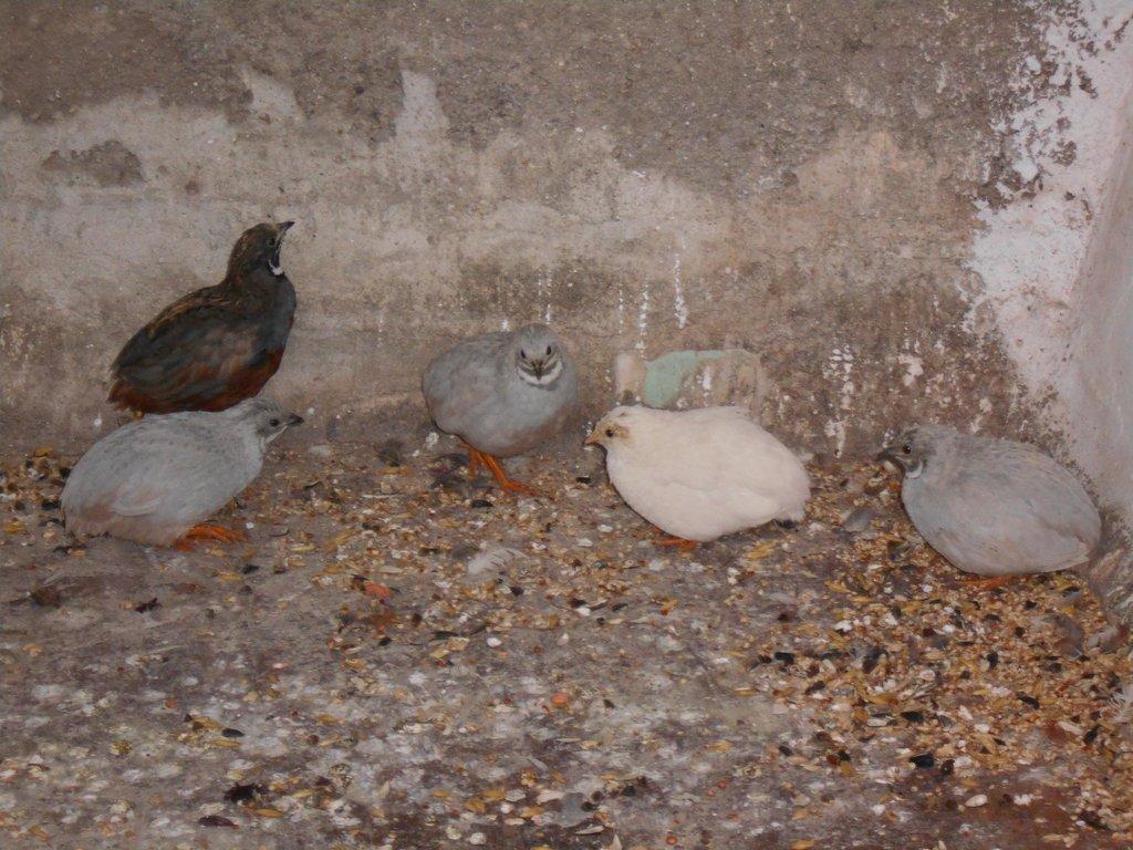 prodam lonsky odchov