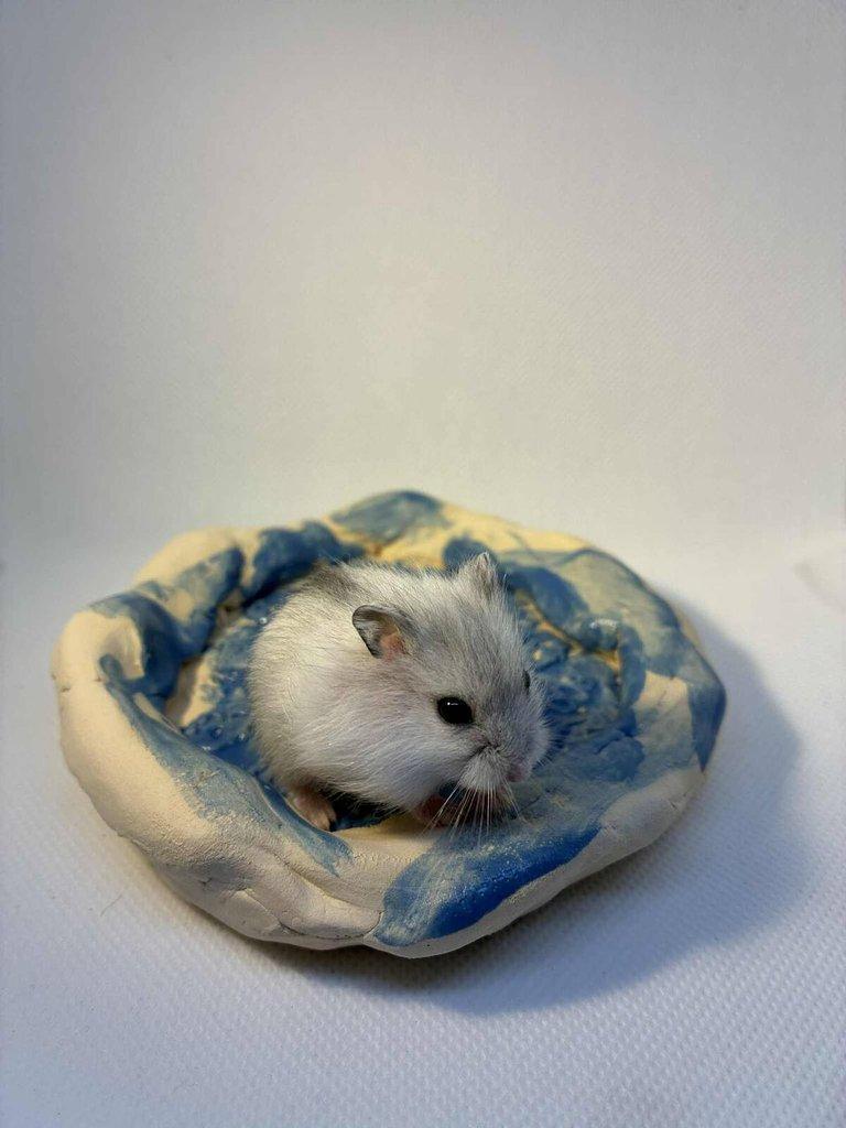 Křečík džungarský – mláďata s PP | CHS Roklinka