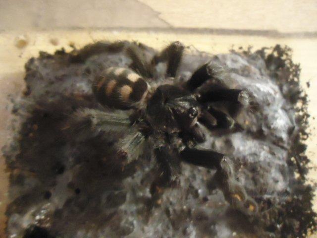 11.4.--- Živá exotika