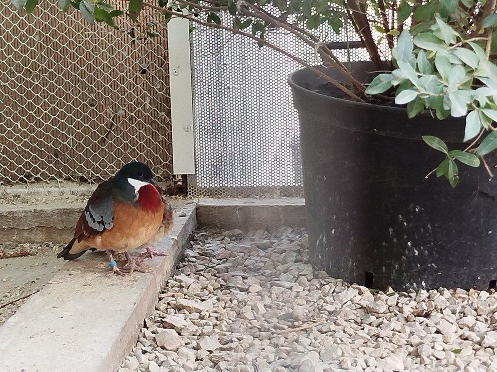 Holub Bartlet -Gallicolumba crinigera