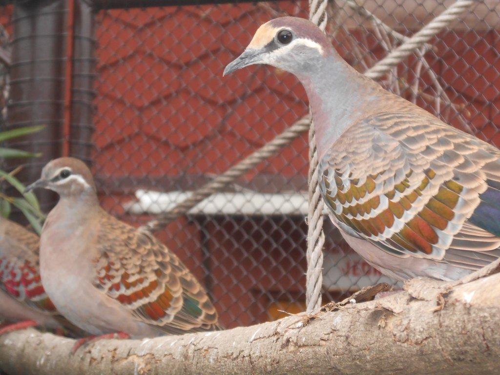 Holub Bronzovokřídlý