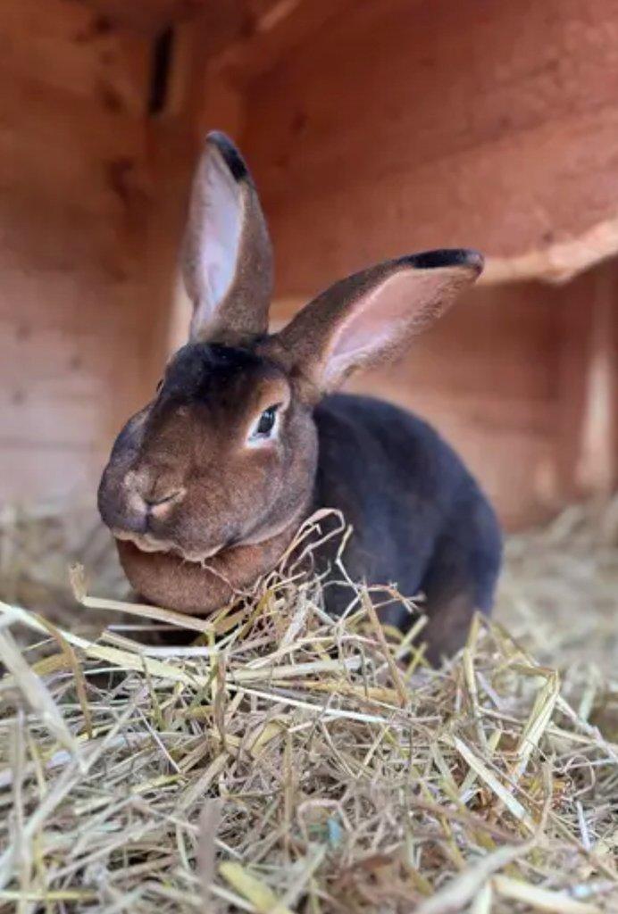 Sháním kastorexe samičku