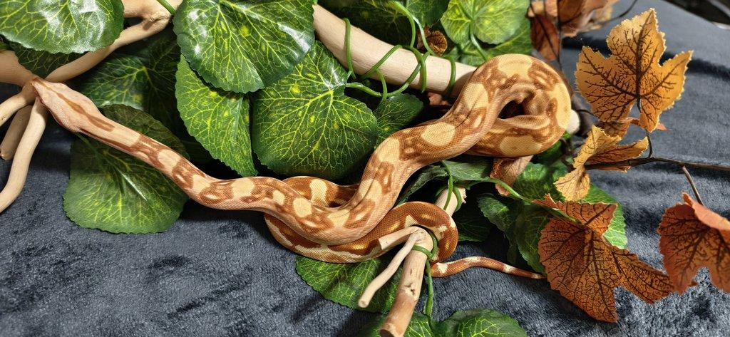 Boa constriktor sunglow