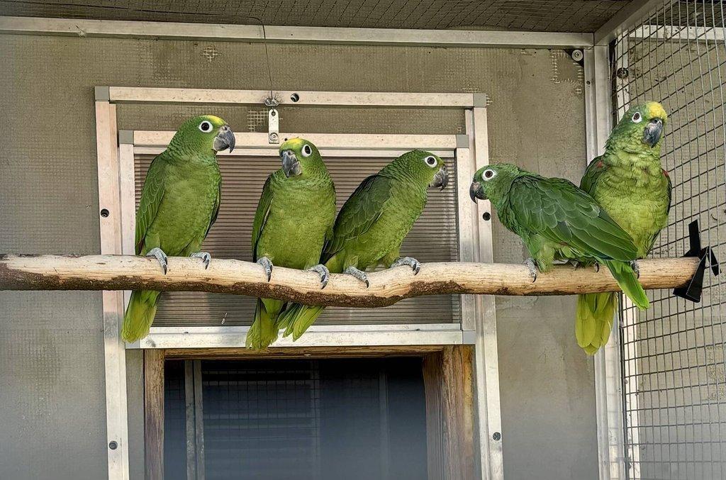 Prodej Amazoňan žlutohlavý surinamský