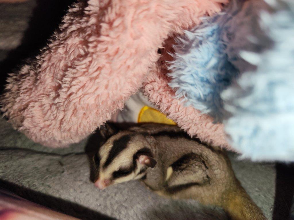 Vakoveverka samička prodej