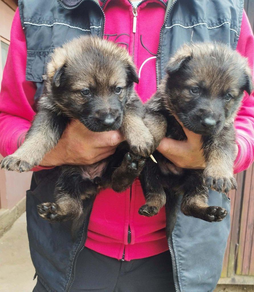 Německý ovčák štěňata s PP