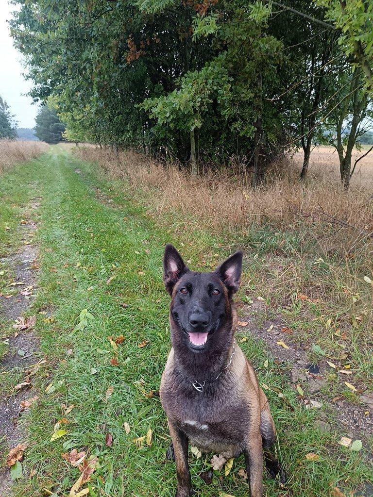 Nabízím štěňátka belgického ovčáka malinois
