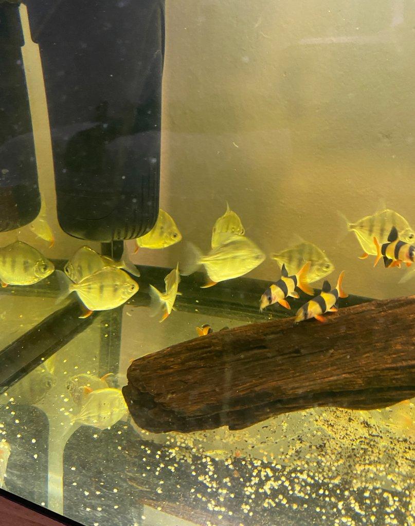 Metynnis, Heros, Botia, Arowana - Faunatrhy Ostrava !