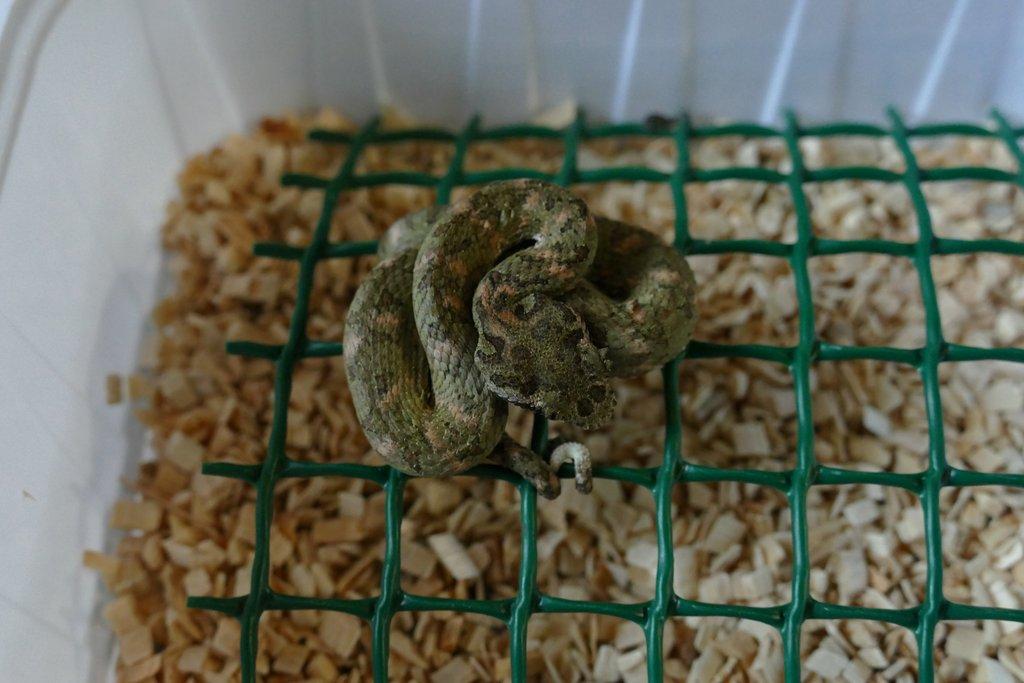 Křovinář ostnitý