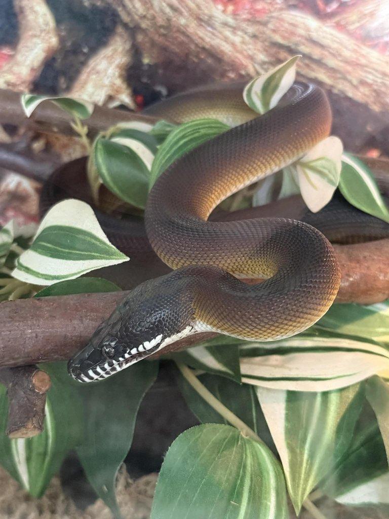 Prodám samce Eunectes murinus a Leiopython albertisii