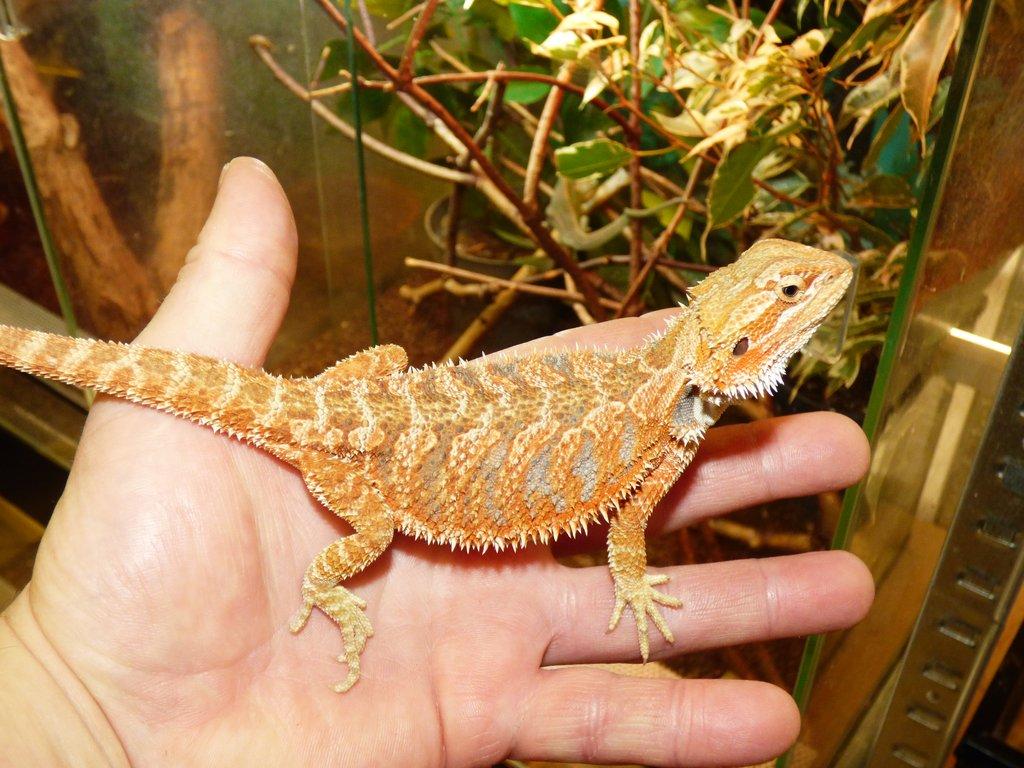 Agama vousatá (Pogona vitticeps)