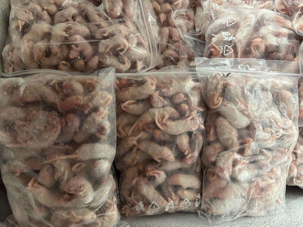 Prodám mražené myši