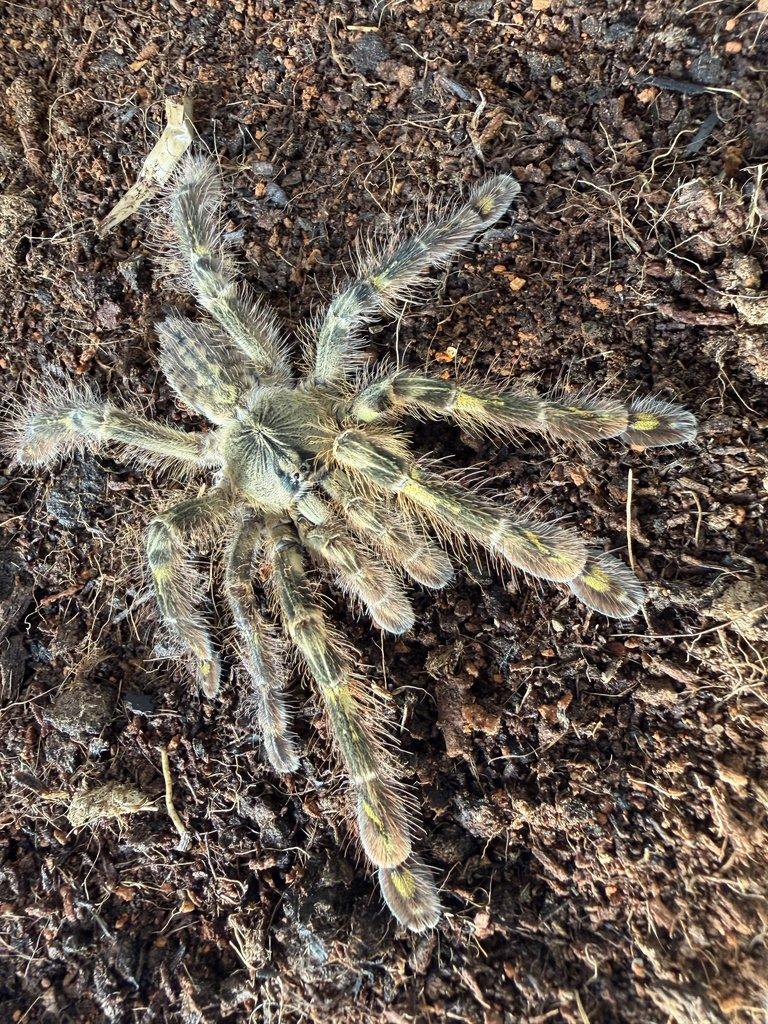 POECILOTHERIA spp - ZIVA 20.12.