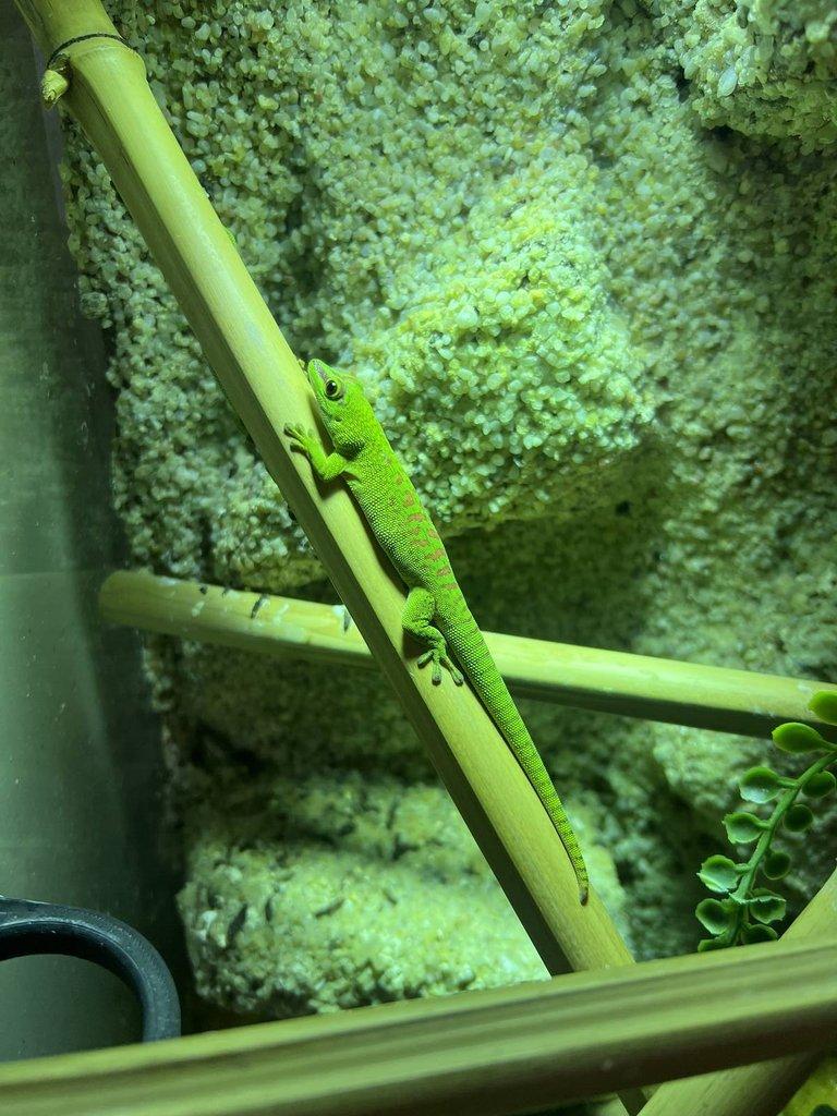 Felsuma Madagaskarská