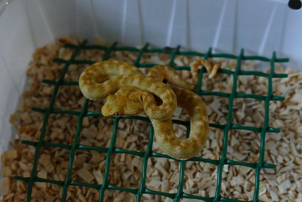 Křovinář ostnitý