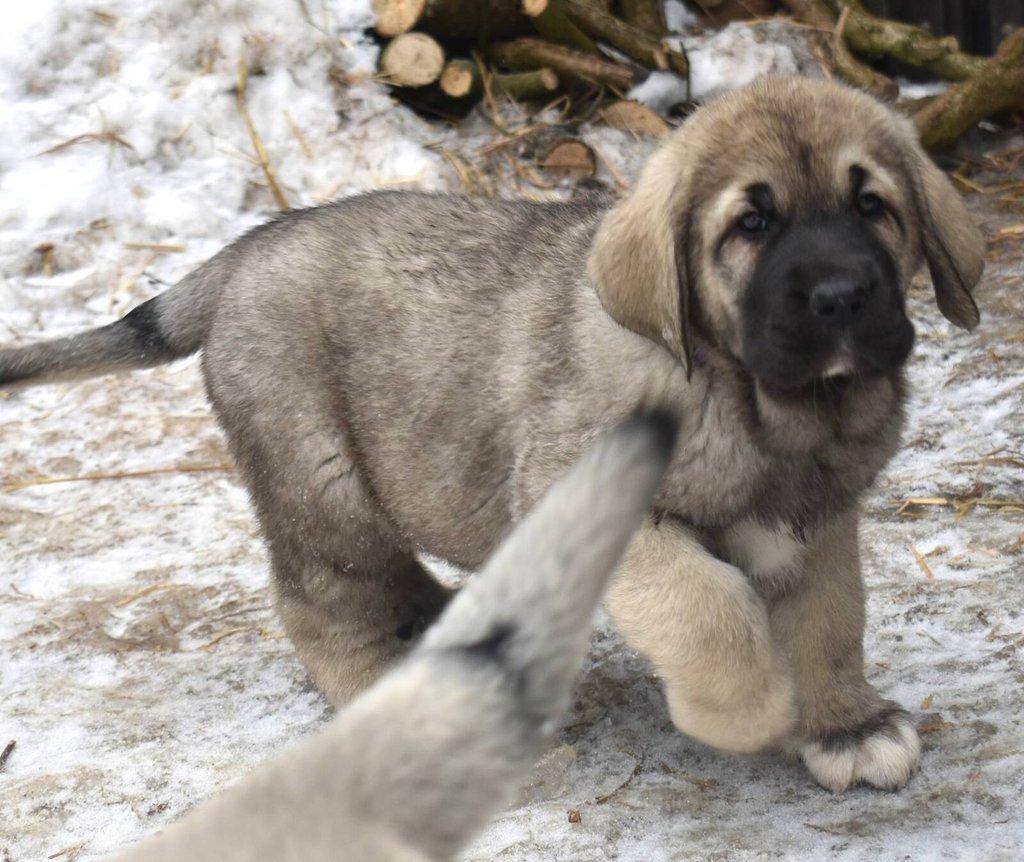 Španělský mastin - Mastin Espaňol máme k odběru krásné fenky