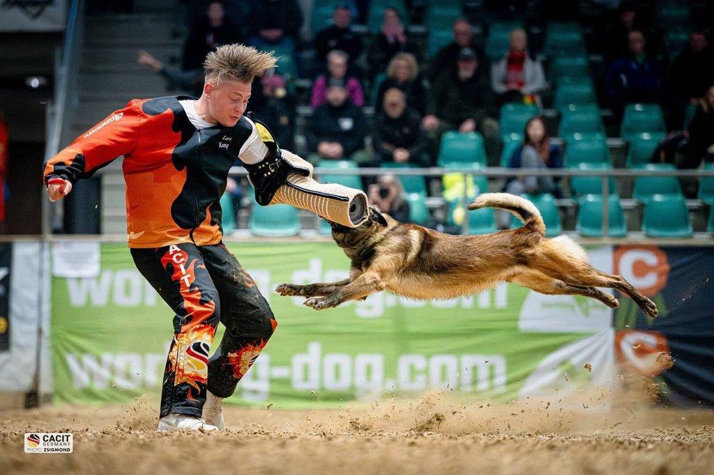 Nabízím štěňátka belgického ovčáka malinois