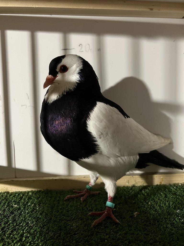 Český stavák černý Sedlatý - Samec