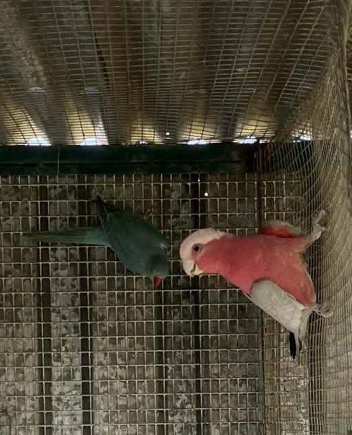 Kakadu růžový alexandr malý