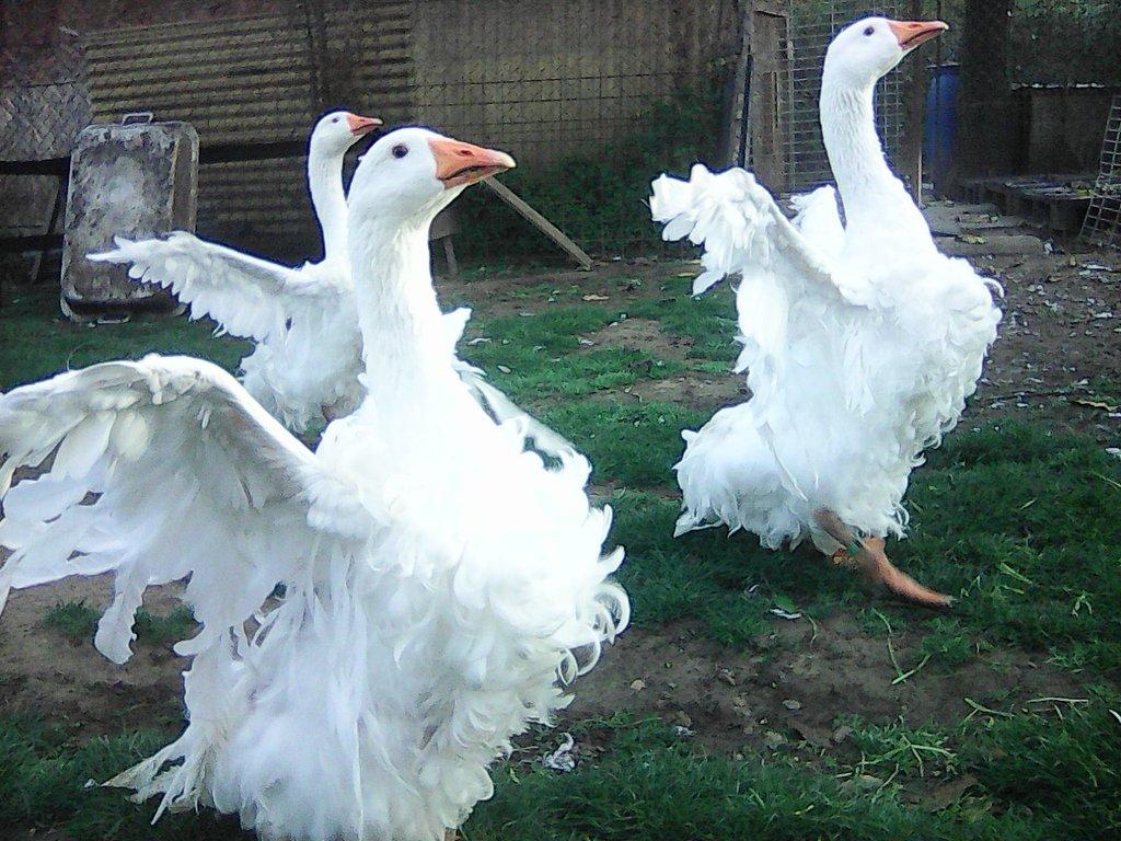 sebastopolska husa---kadeřava